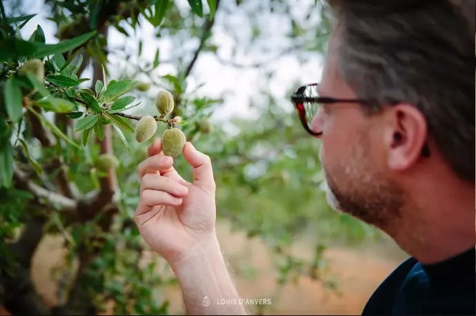 Massepain Sleeubus,  Louis D'anvers